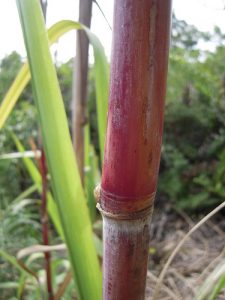 healthy sugar cane by Ktplant of flickr