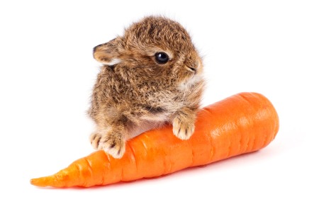Wild little rabbit with carrot