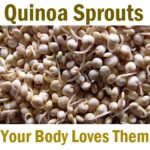Quinoa Sprouts