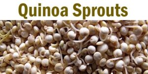 Sprouting quinoa