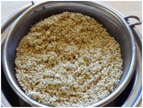 quinoa sprouts 3