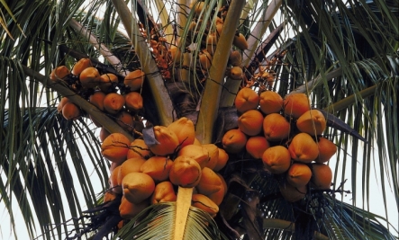 coconut palm tree - many health benefits