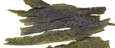 pacific kelp seaweed benefits