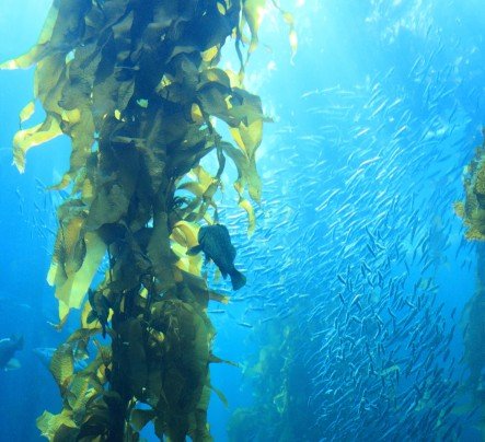 healthy benefits of seaweed