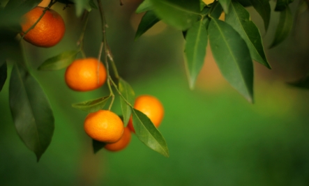 orange tree benefits