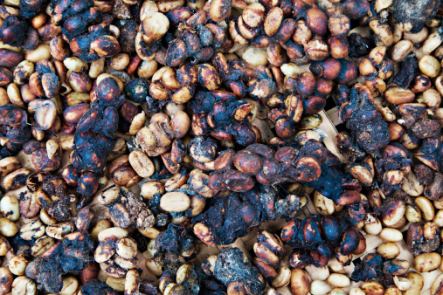 Wild Kopi Luwak Coffee Beans