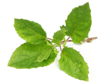 Many kinds of kale have smooth leaves but Holy Basil's leaves have ridges.