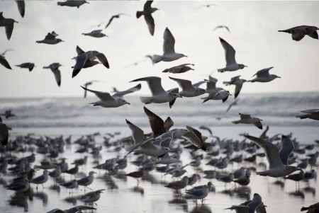 gulls on beach paul jimerson