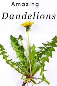 dandelion leaves