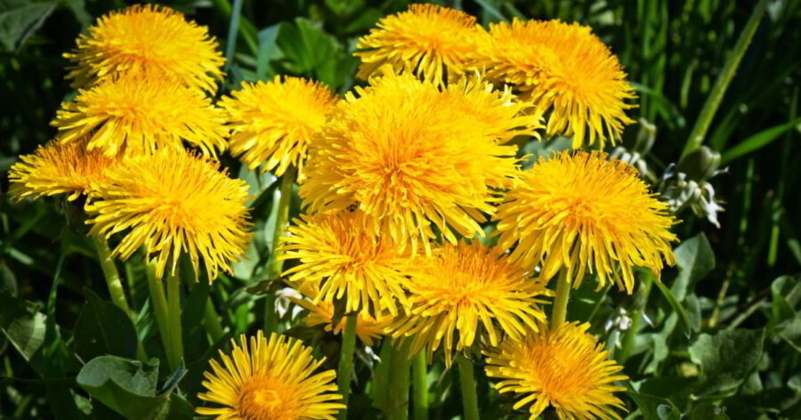 Dandelion Flower Health Benefits