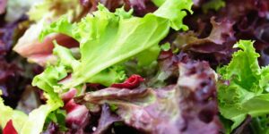 Health Benefits Lettuce Superfood